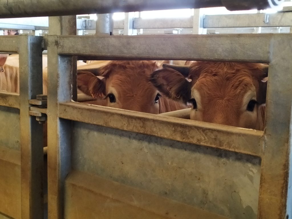 Marché aux veaux